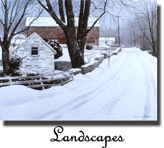 A snowy road with trees and buildings in the background.